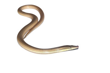 Lizard-pencil Burton (Burton's legless lizard or Lialis burtonis, Lialis burtonis closeup on white background 