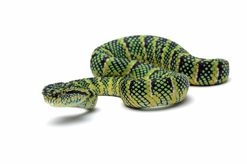 Tropidolaemus wagleri snake closeup on white background, Viper snake isolated on white background