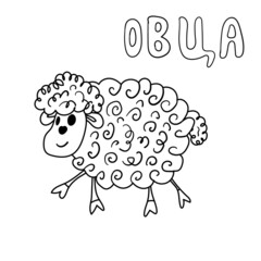 Children's coloring sheep. The word sheep is handwritten in Russian. Drawing by hand