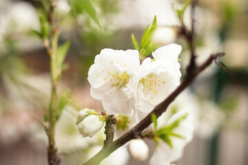 Branch with white flowers and fresh green leaves.Spring fresh, fragrant flower.