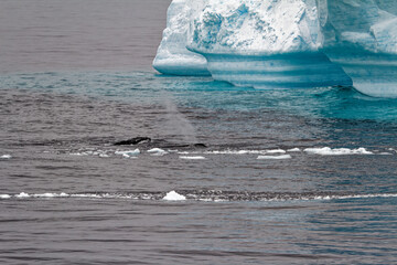 Whale - Antarctic Peninsula - Tabular Iceberg in Bransfield Strait