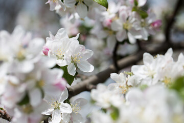 background with spring apple blossom. Blossoming branch in springtime Blooming apple tree in spring time.