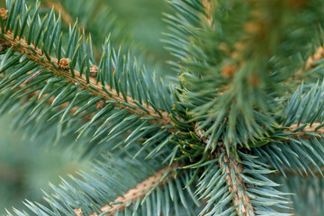 Green pine branches. Pine tree in nature. Green spruce. Spruce close up.