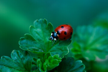 Ladybug on green leaf and green background.