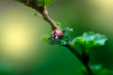 Ladybug on green leaf and green background.