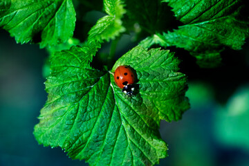 Ladybug on green leaf and green background.
