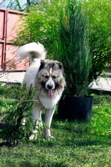Caucasian shepherd dog. Beautiful happy dog in a garden. Beautiful happy Caucasian shepherd dog in a garden