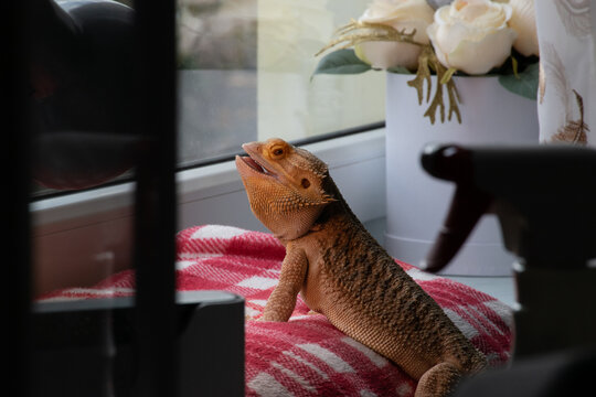 Agama Brodata 