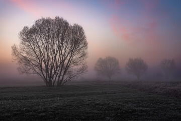 Fototapeta Wierzby we mgle o zachodzie słońca obraz