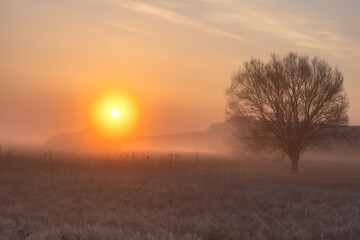 Fototapeta na wymiar Wierzby we mgle o zachodzie słońca