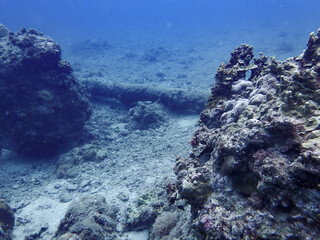 Obraz premium Underwater in Saipan, Mariana Islands