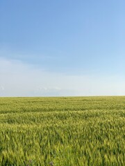 green field and blue sky