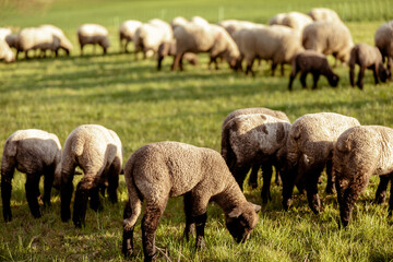 Flock of sheep on field. Sheep and lamb on the meadow eating grass in the herd. Farming outdoor. Beautiful landscape. Animals of farm. Sunny evening, amazing weather.