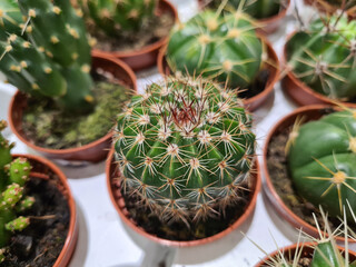 Beautiful little cacti mix closeup. Various cacti.