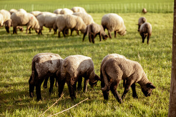 Obraz premium Flock of sheep on field. Sheep and lamb on the meadow eating grass in the herd. Farming outdoor. Beautiful landscape. Animals of farm. Sunny evening, amazing weather.