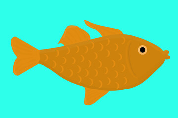 big goldfish salmon swims in the water