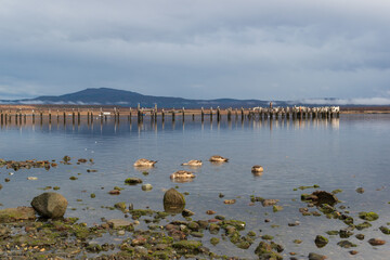 Naklejka premium gansos aliazul silvestres comiendo en la costa del mar con un antiguo muelle de madera deteriorada con el agua, con montañas y cielo nublado 