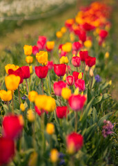 Wonderful red and yellow tulips