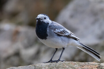 White wagtail (Motacilla alba)