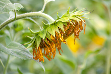 Sonnenblumenfeld (Helianthus annuus), verblüht