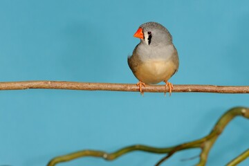 Zebrafink (Taeniopygia guttata) in der Voliere.