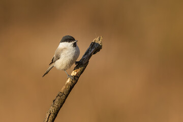 Marsh tit  (Poecile palustris)