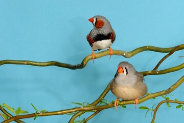 Zebrafink (Taeniopygia guttata) in der Voliere.