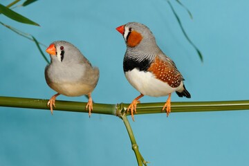 Zebrafink (Taeniopygia guttata) in der Voliere.