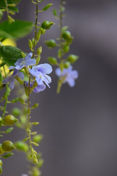 ficus flower close up with background