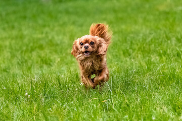 A dog cavalier king charles, a ruby puppy running in the grass
