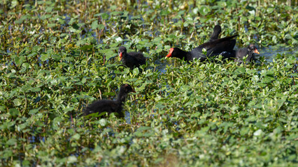 Common Moorhen (Swamp hen) family in a wetland