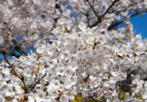 Selective focus. Sakura cherry blossoms branches tree against blue sky background, sakura turn to soft pink color in sunny day and sun shine in morning. Beautiful pink flowers in spring season.