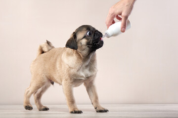Puppy drinks milk from a bottle. dog pug on a beige background in the studio. pet indoor