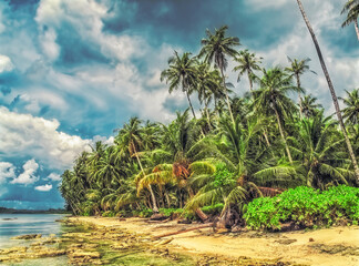 Palm trees on the coast of a tropical island