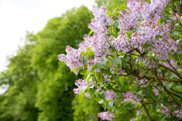 Beautiful lilac flowers with selective focus. pink lilac flower with blurred green leaves. Spring blossom. Blooming lilac branches in the park. Summer time