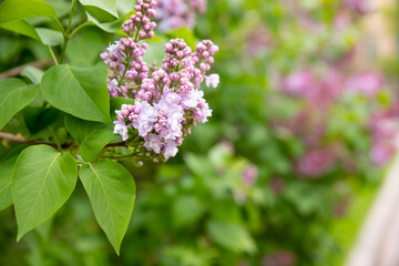 Beautiful lilac flowers with selective focus. pink lilac flower with blurred green leaves. Spring blossom. Blooming lilac branches in the park. Summer time