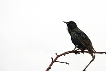 Fototapeta premium A singing starling on an apple tree branch in a contour light close-up. Copy space.