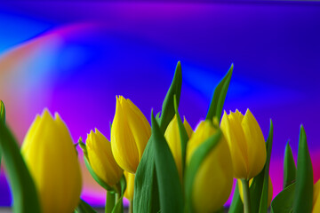 Obraz premium Bukiet żółtych tulipanów na kolorowym tęczowym tle