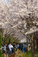 Fototapeta premium cherry blossom