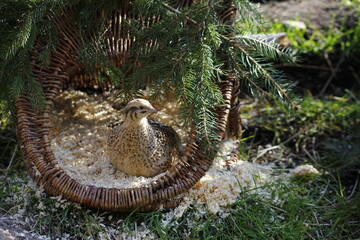 isabell colored laying quail in species-appropriate handling