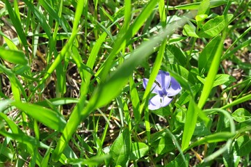 A delicate blue flower is hidden in the green grass.Spring.Sunny day.A place for text.Bokeh.