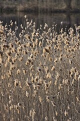 Bunch of backlit yellow weeds.