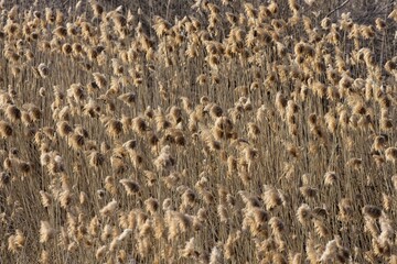 Group of backlit yellow weeds.