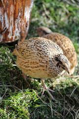 isabell colored laying quail in species-appropriate handling