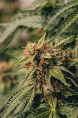 cannabis sativa, indica, weed, indoor flowering buds