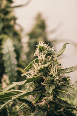 cannabis sativa, indica, weed, indoor flowering buds
