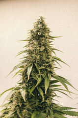 cannabis sativa, indica, weed, indoor flowering buds