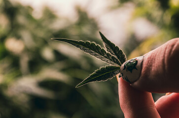 cannabis sativa, indica, weed, indoor flowering buds