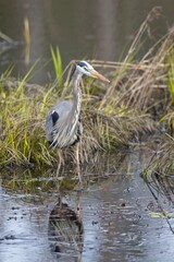 Portraiture of great blue heron.
