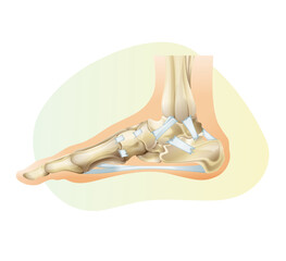 The ankle joint with Ligament - Stock Illustration - obrazy, fototapety, plakaty